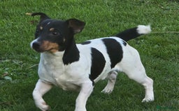Jack Russell dogs for sale: Jack russel puppies - Image 9