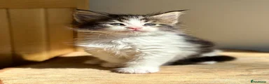Maine Coon Kitten 1
