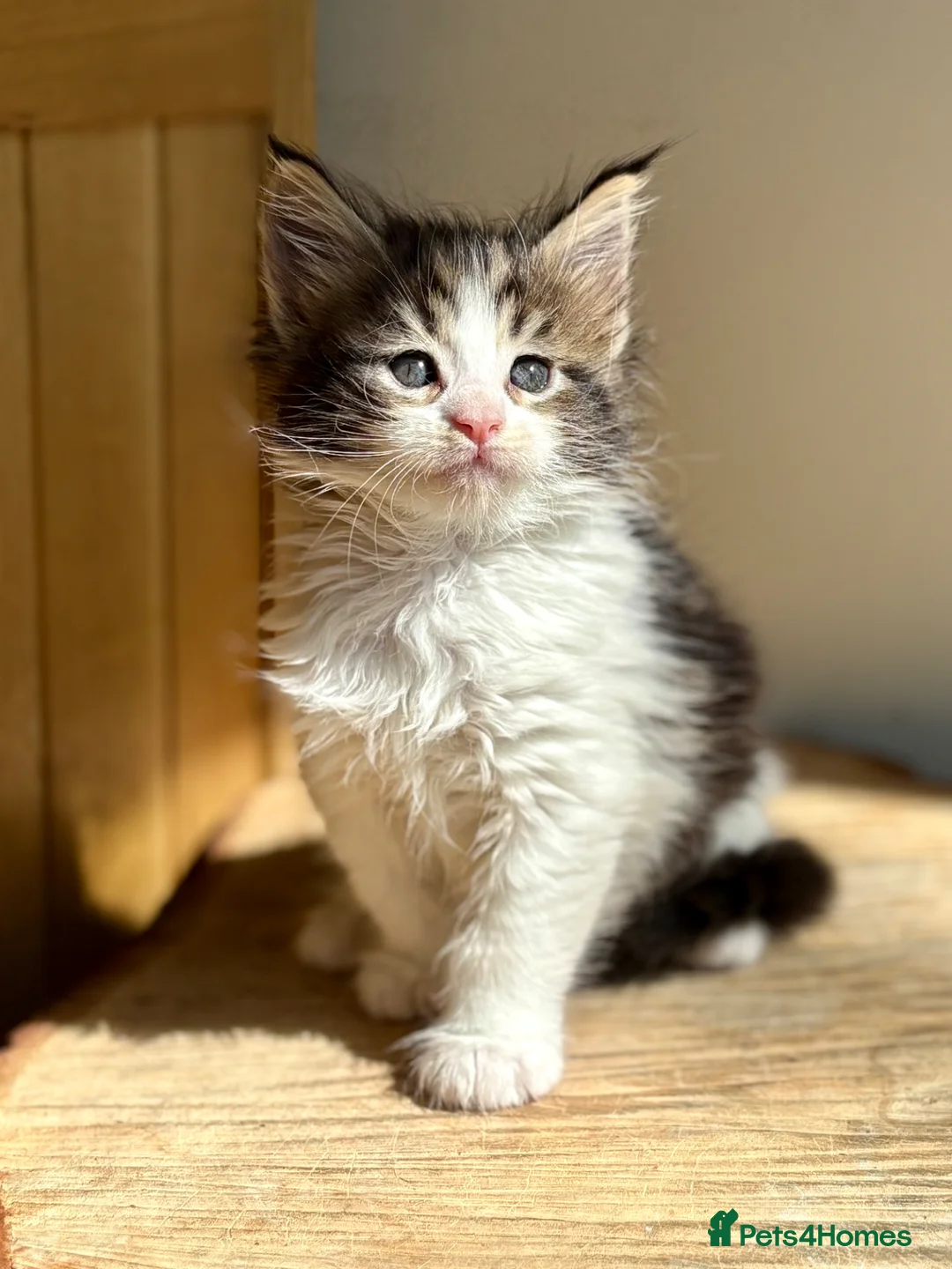 Maine Coon cats for sale: Beautiful Maine Coon kittens - Advert 34