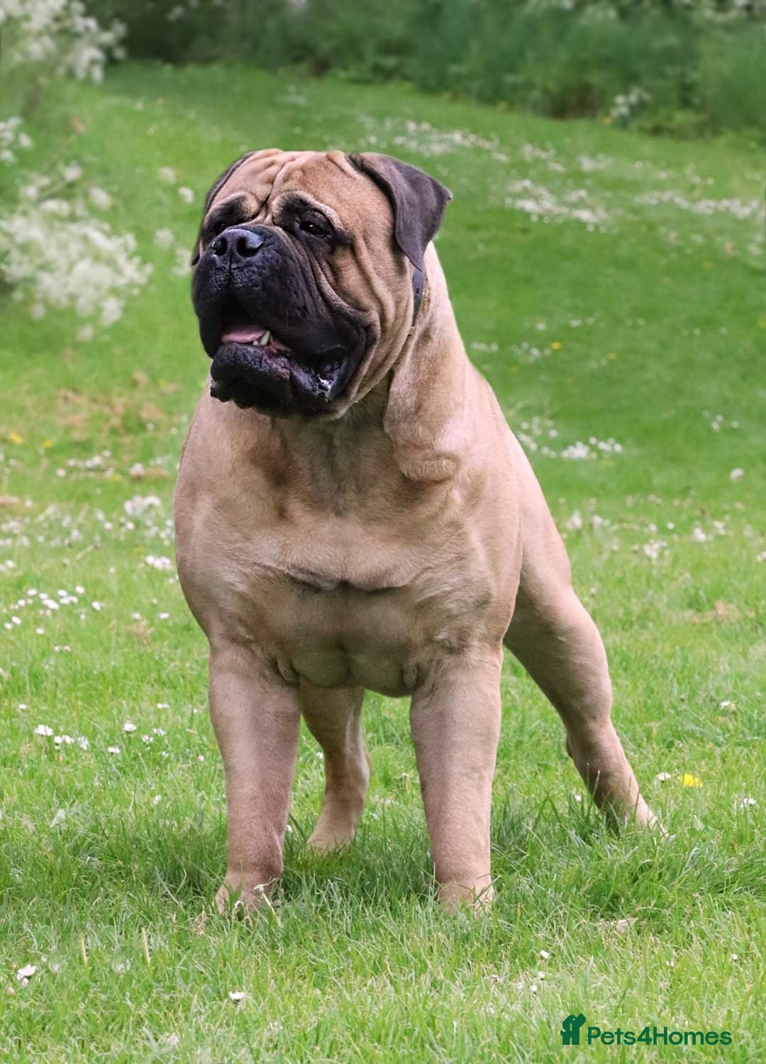 Bullmastiff dogs Rio the Bullmastiff (FOR STUD) in Coulsdon - Advert 2