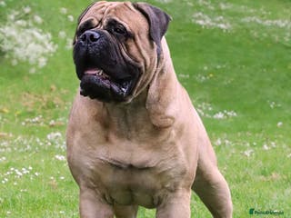 Bullmastiff dogs Rio the Bullmastiff (FOR STUD) in Coulsdon - Advert 3