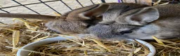 Mixed Breed rabbits for sale: Beautiful baby bunnies  - Advert 8