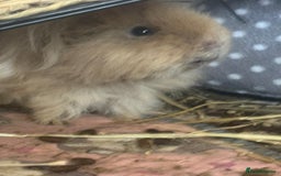 Guinea Pig rodents for sale: 2 male guinea pigs - Image 6