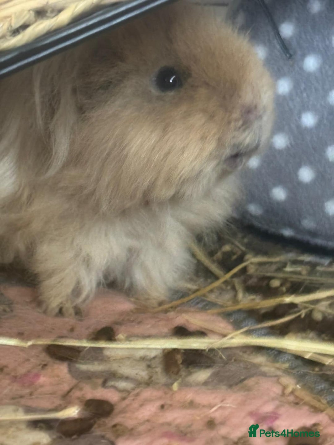 Guinea Pig rodents for sale: 2 male guinea pigs - Image 6