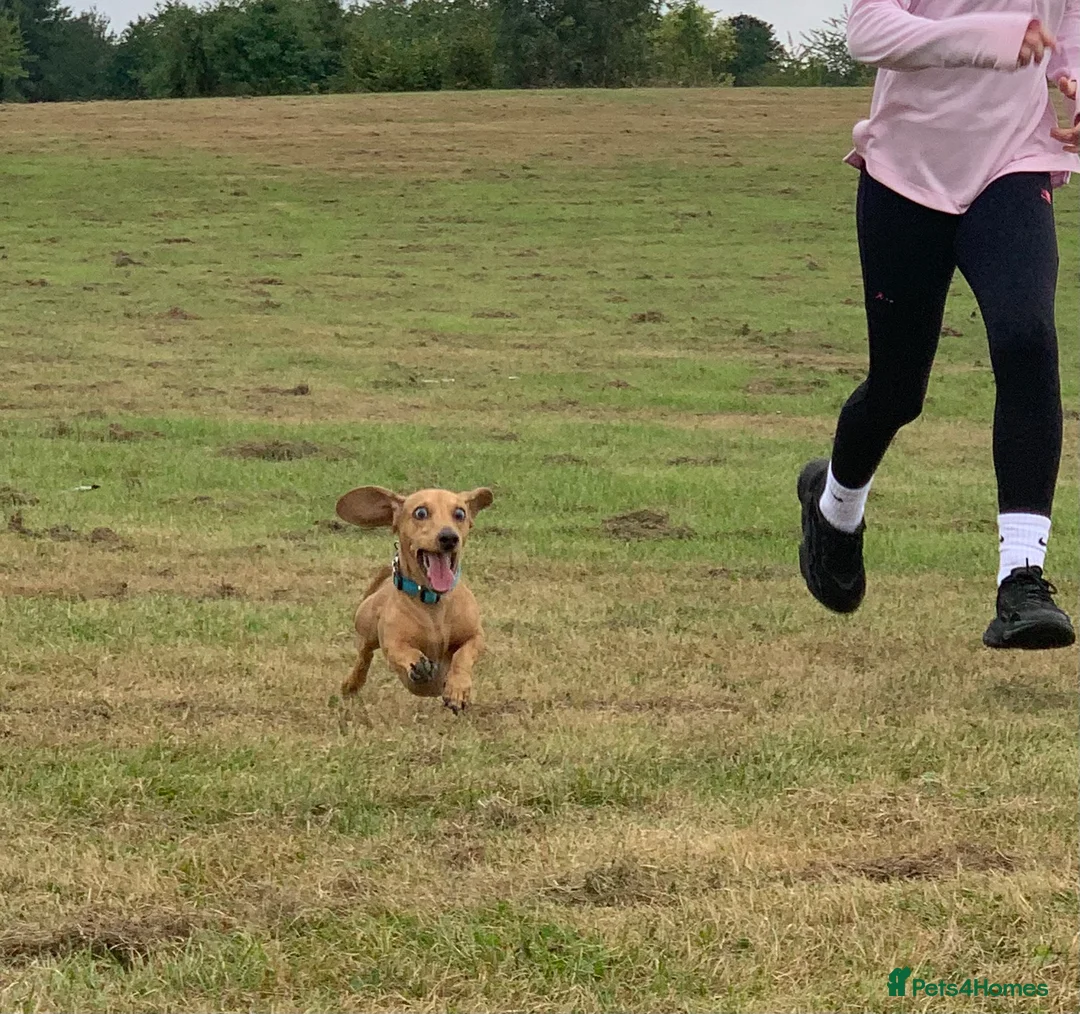Miniature Dachshund dogs for stud: KC Reg Red Dapple Miniature Daschund Stud in Sheffield - Advert 8