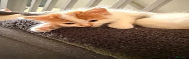 Mixed Breed Kitten 3