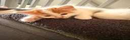 Mixed Breed cats for sale: 5 gorgeous playful little ones  - Advert 24