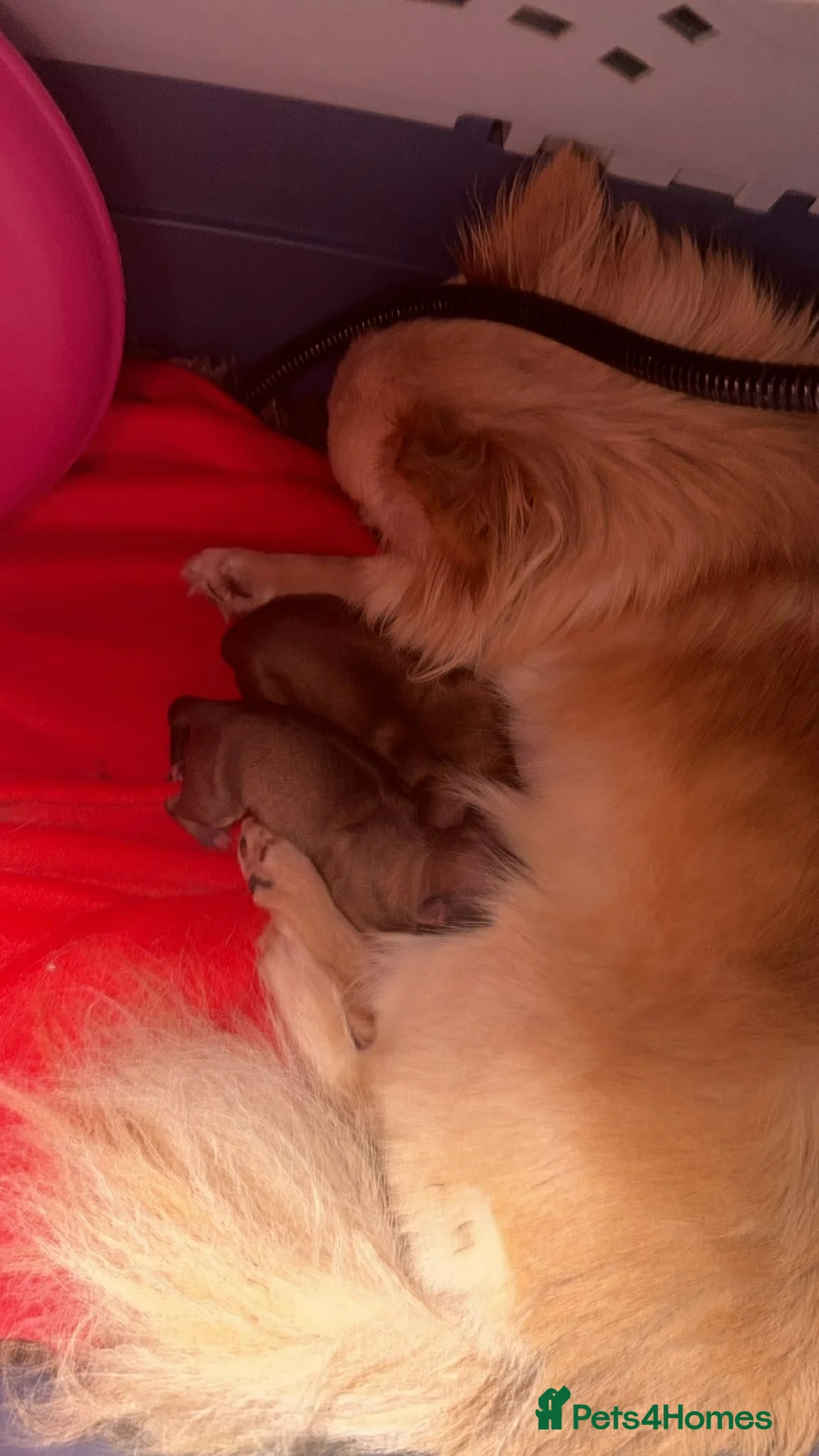 Chihuahua dogs for sale: Stunning long coat Chihuahua boy - Advert 5