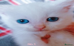 Mixed Breed cats for sale: 4 Gorgeous Pure White Kittens Available 7th Nov - Image 24