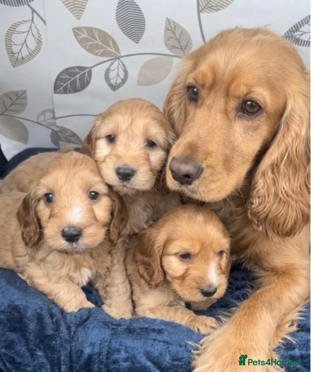 Cockapoo dogs for sale: Cockapoo puppies for sale  in Barking - Advert 12