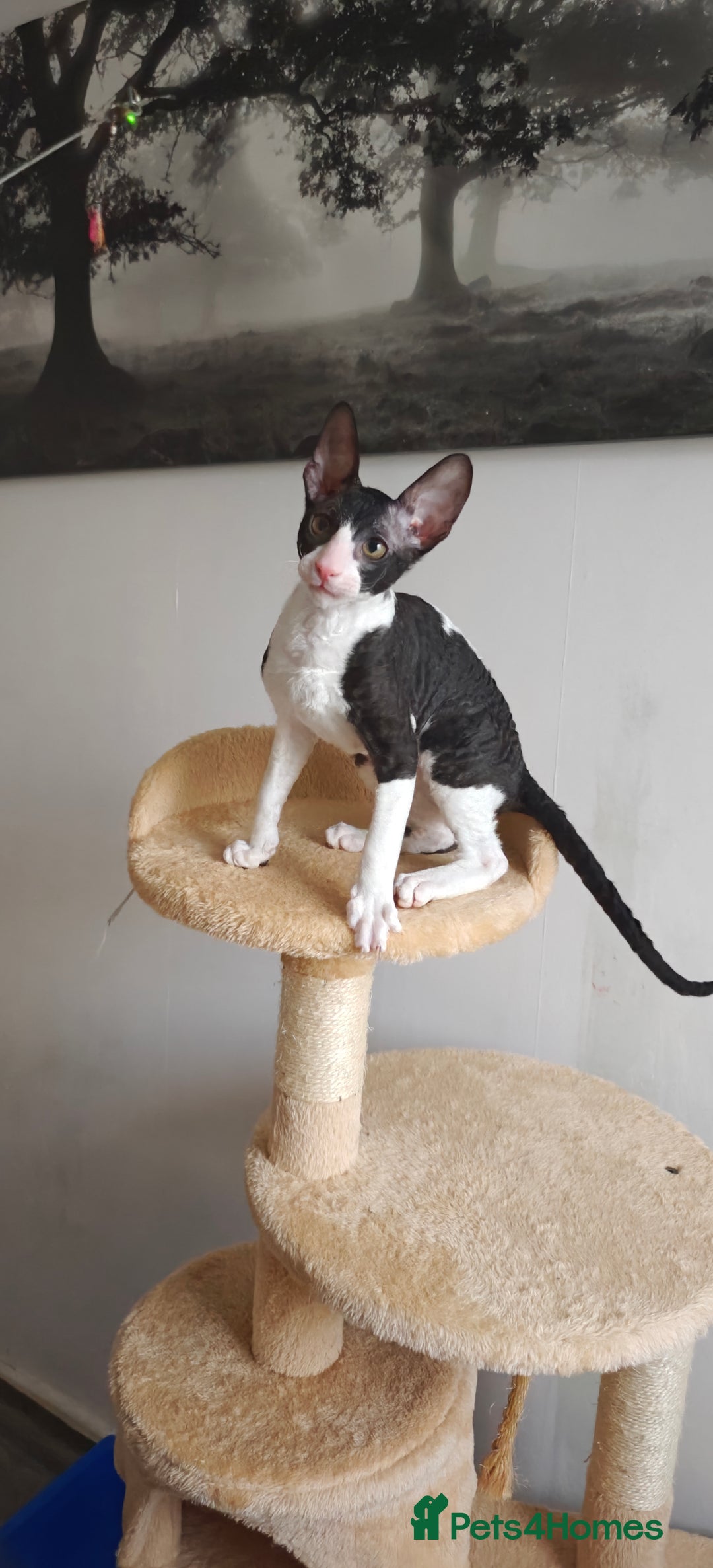 Cornish Rex cats for sale: Cornish Rex kitten  - Advert 9