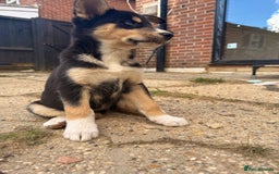 Pomsky dogs for sale: 1 girl 1 boy❗️fully vaccinated - READY 🏡  - Image 13