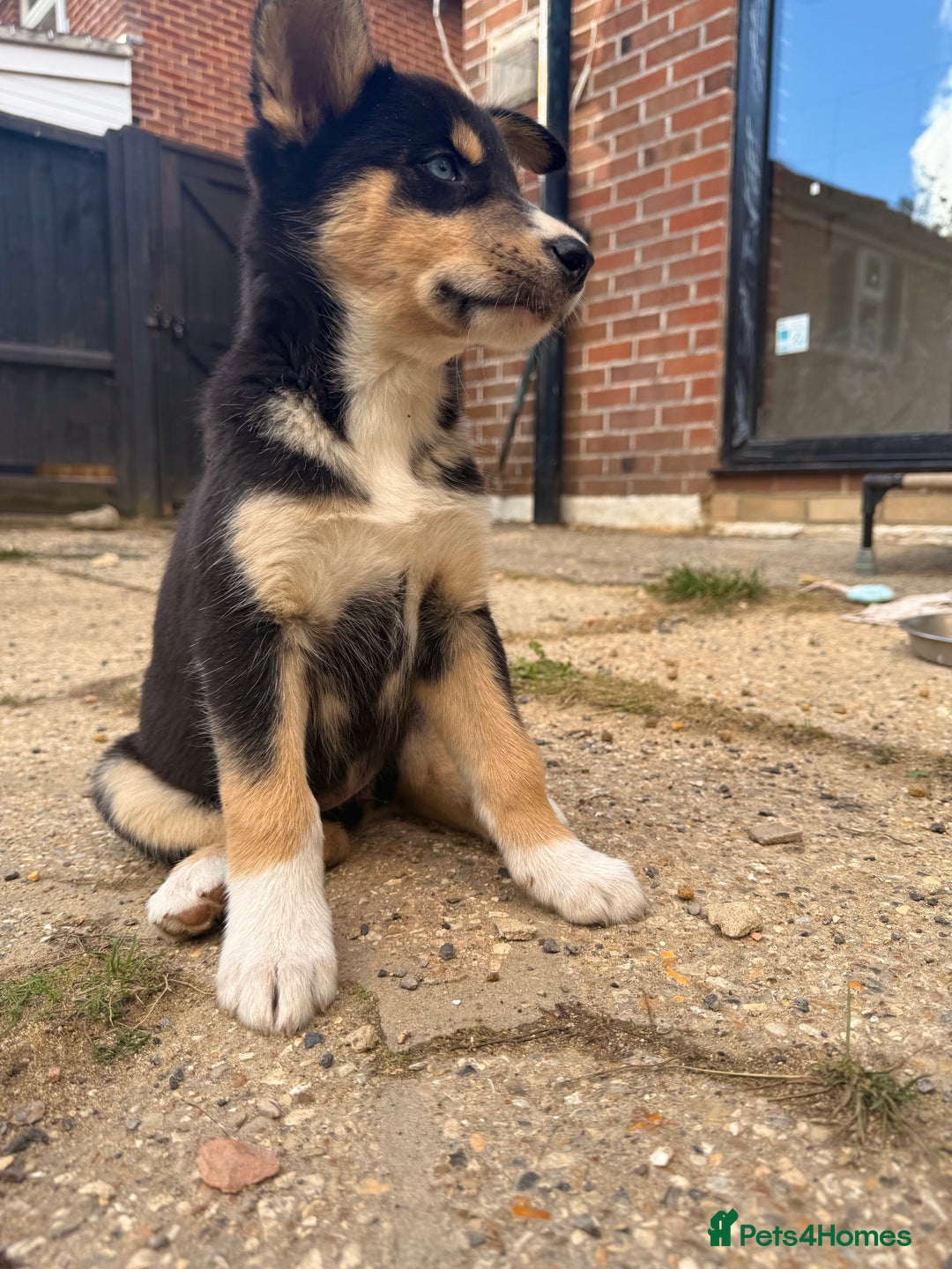 Pomsky dogs for sale: 1 girl 1 boy❗️fully vaccinated - READY 🏡  - Image 13