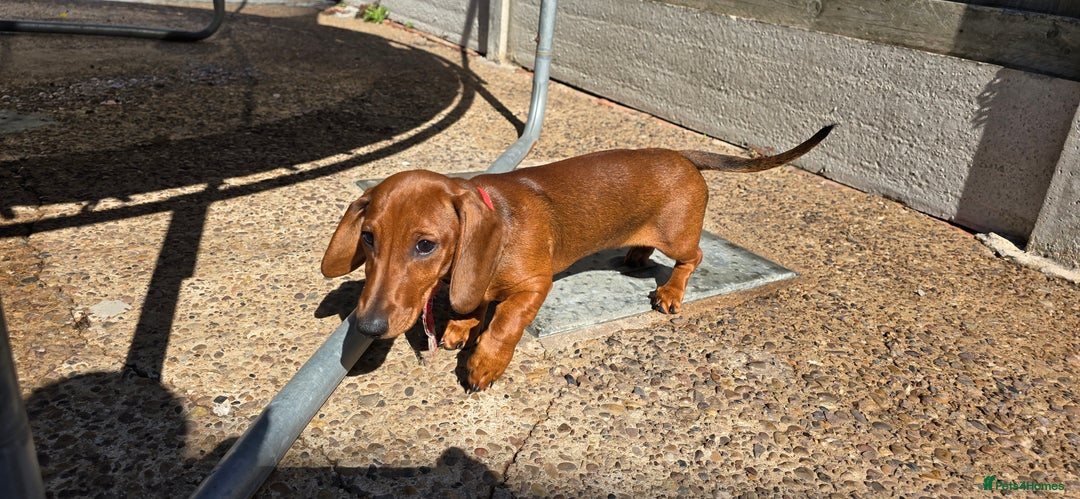 Dachshund dogs for sale: READY OUTSTANDING 2-QUALITY STANDARD RED GIRLS  in Goole - Image 10