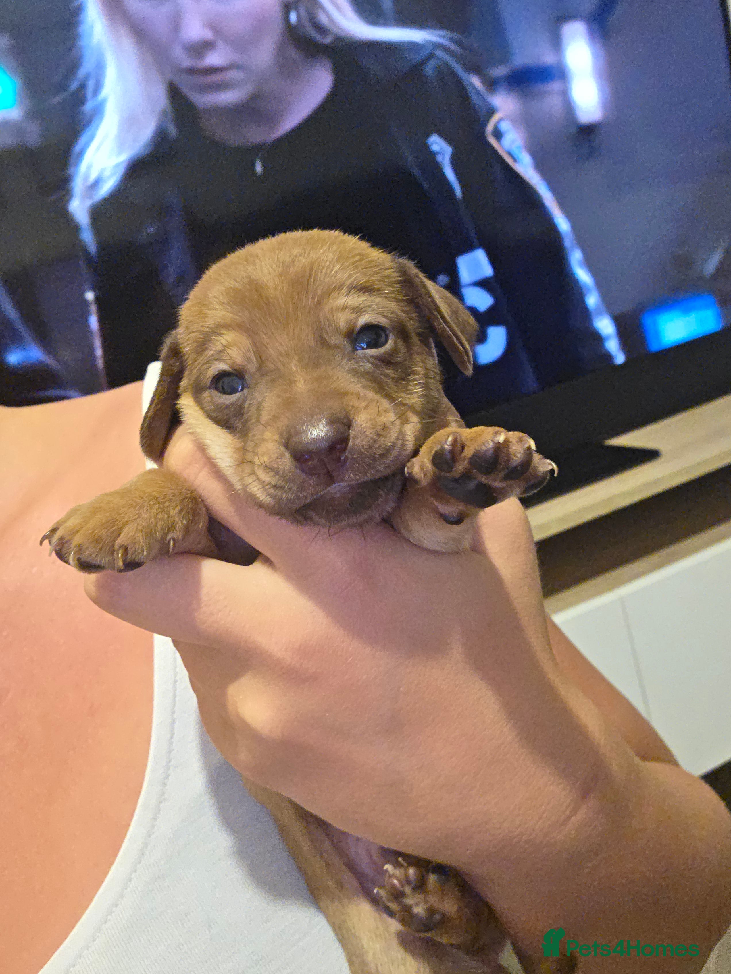 Mixed Breed dogs Stunning JR / Dachshund Pups - Advert 2