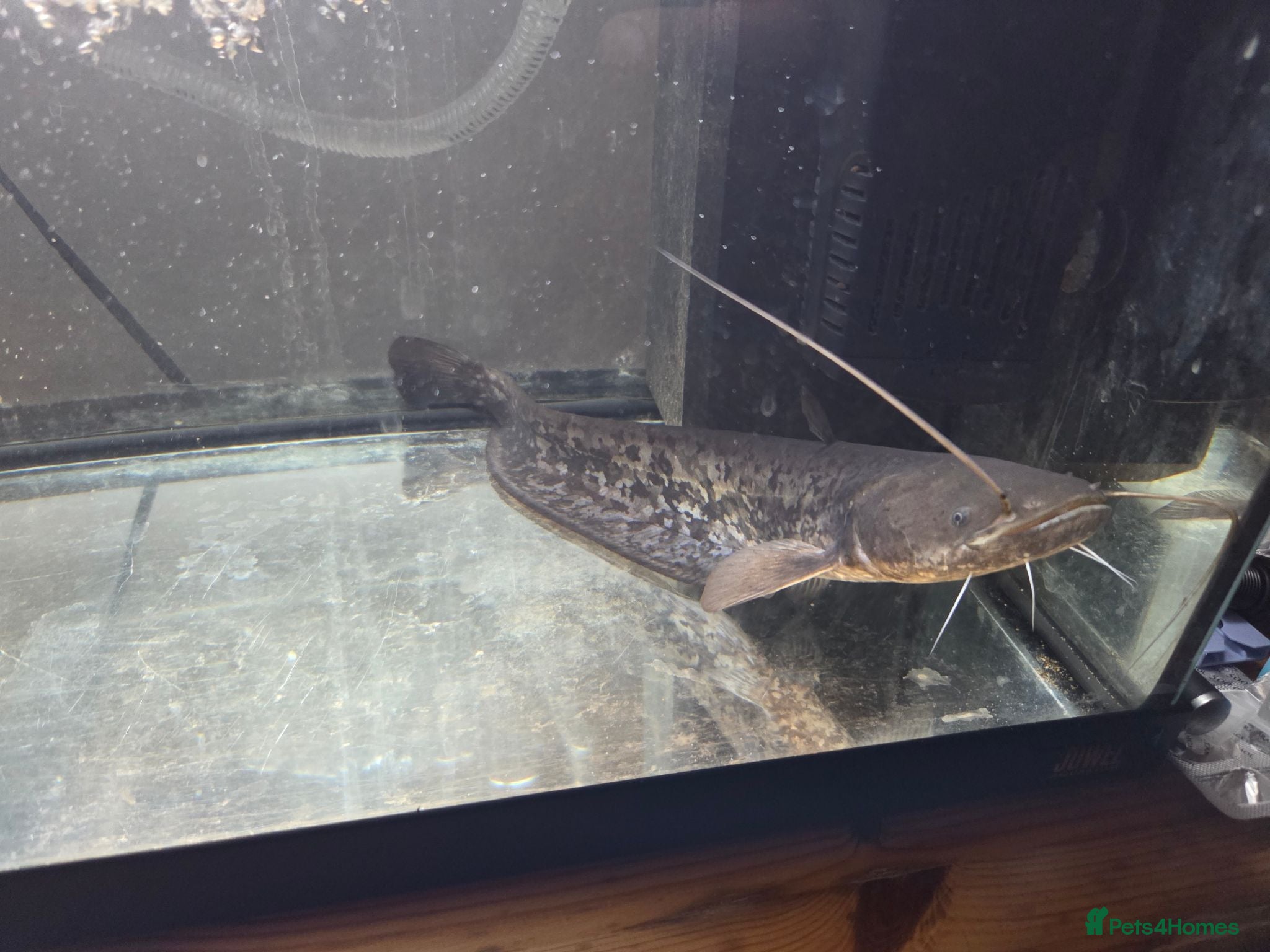 Catfish fish Wels catfish - Advert 6