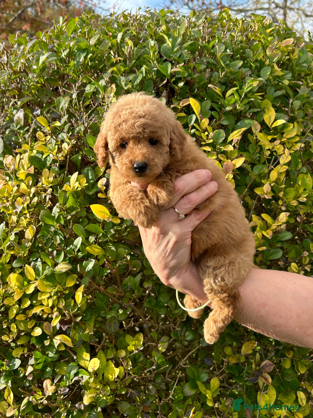 Miniature Poodle dogs for sale: Miniature poodles - Image 13