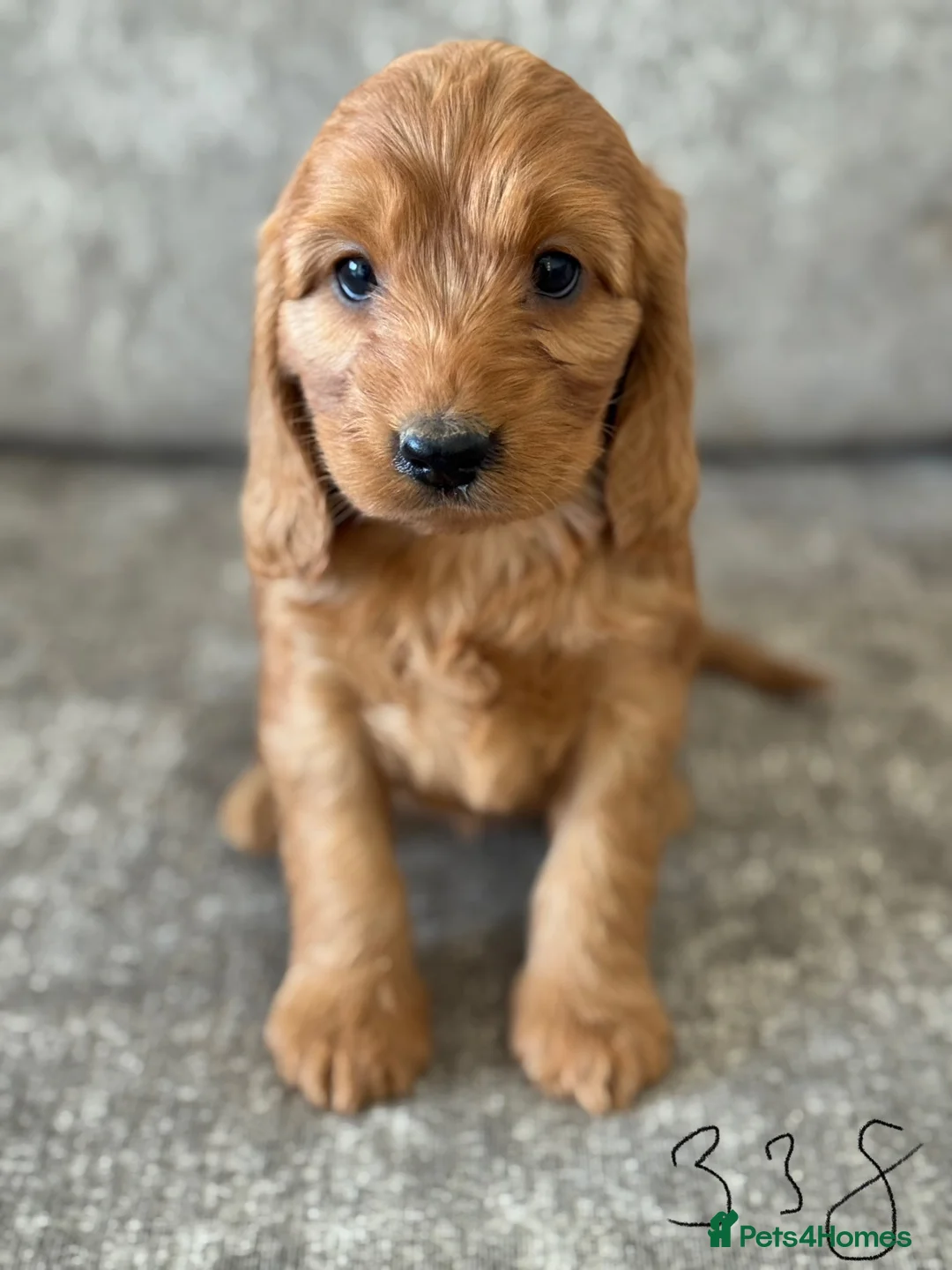 Cockapoo dogs for sale: BEAUTIFUL RED COCKERPOO LITTER  - Advert 24