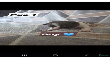 French Bulldog dogs - Advert 5