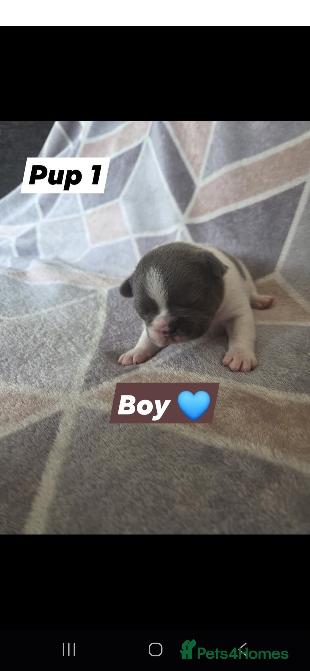 French Bulldog dogs for sale: 4 french bulldog pups - Image 2
