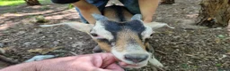 Goats livestock for sale: French alpine crosses in Gosport - Advert 6