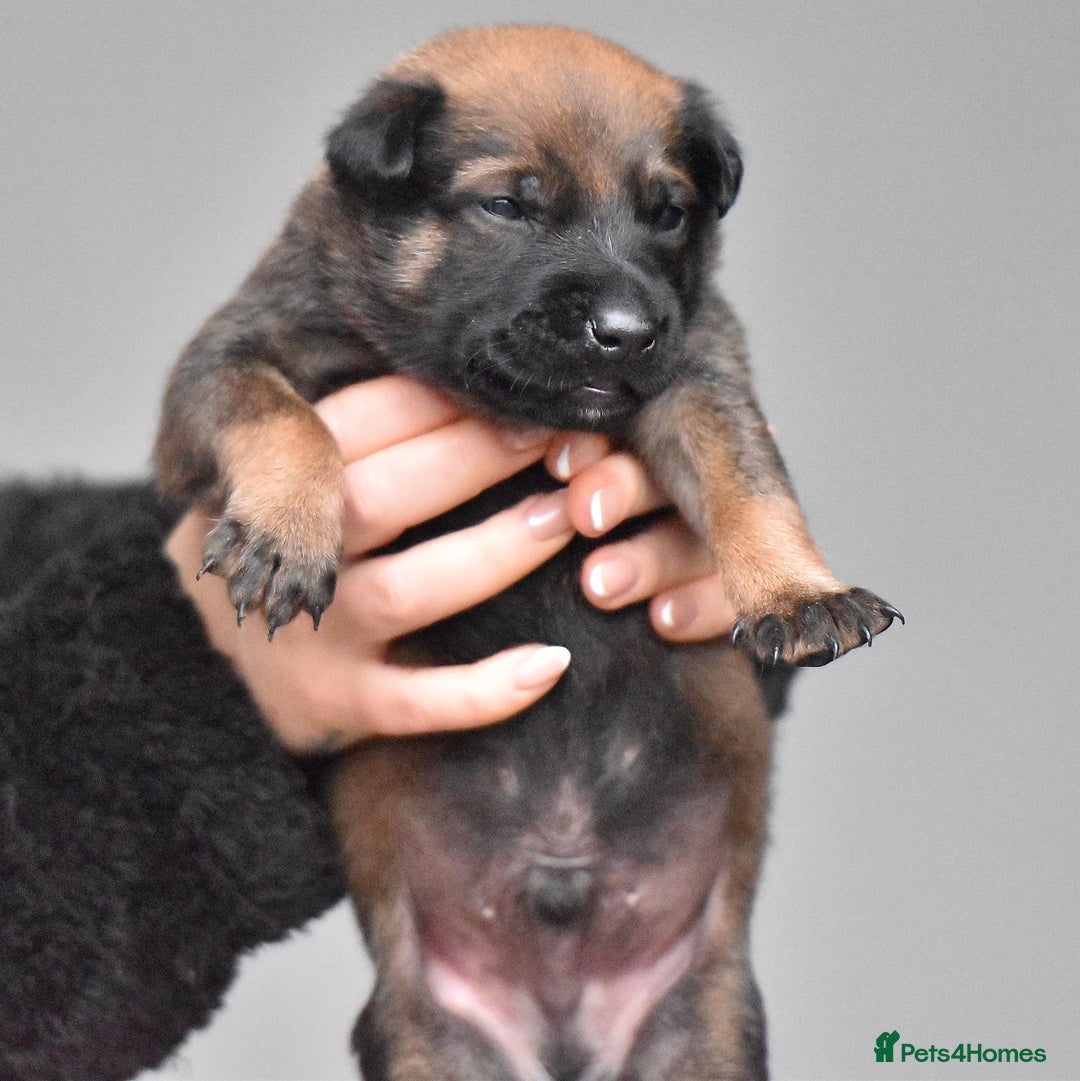 Belgian Shepherd Dog dogs for sale: Exclusive bloodlines  - Advert 17