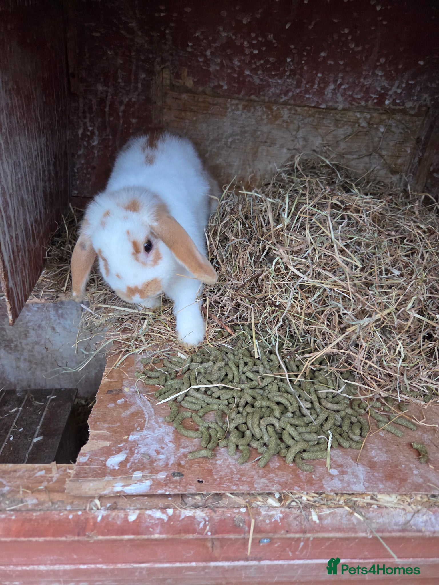 Mini Lop rabbits Mini lop ready now - Advert 10