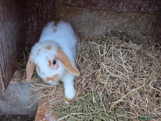 Mini Lop rabbits Mini lop ready now - Advert 10