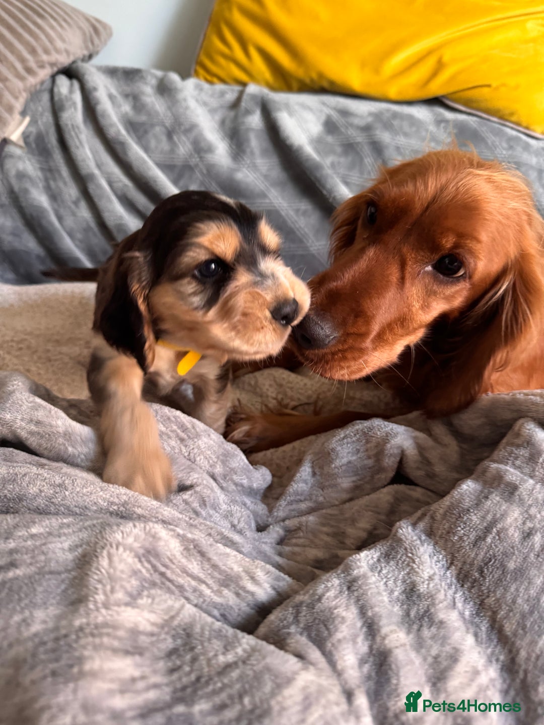 Cocker Spaniel dogs for sale: Show line cocker spaniels - Image 13