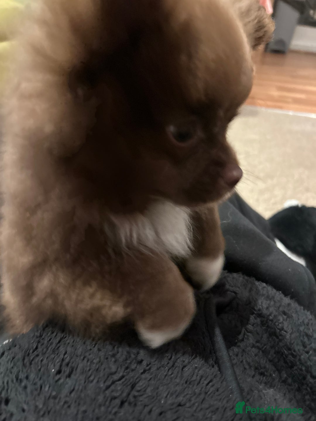 Pomeranian dogs for sale: 1 stunning rare markings Pom ready now  - Advert 36