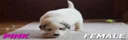 Pyrenean Mountain Dog dogs for sale: Adorable Puppies, Looking For Forever Homes! - Advert 3