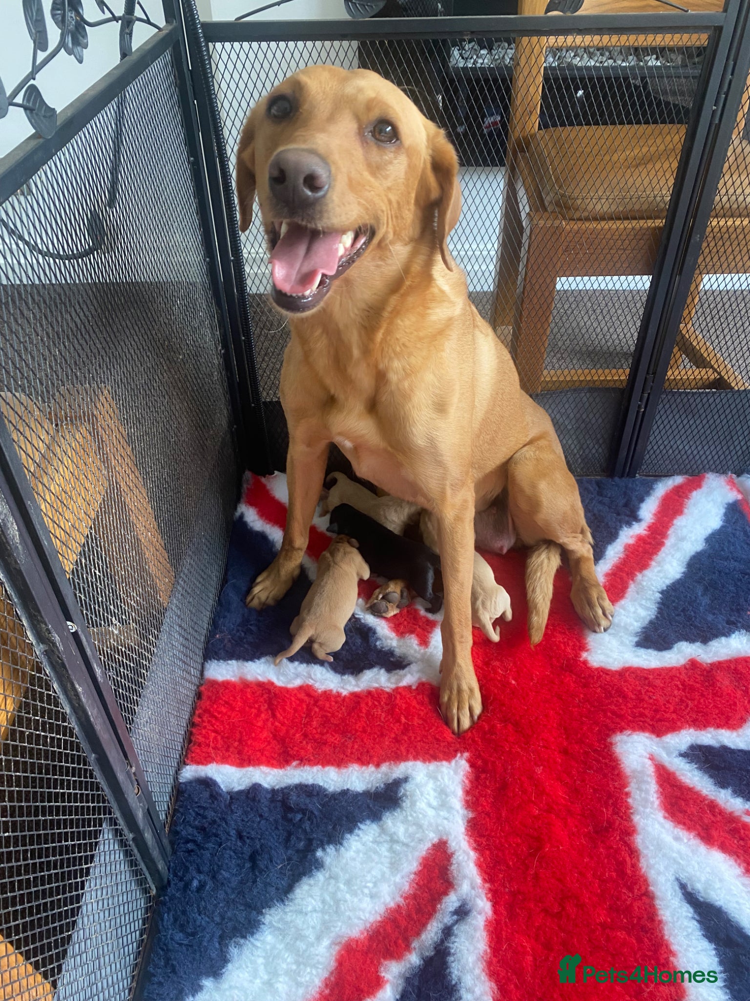 Labrador Retriever dogs Labrador retriever pups for sale - Advert 1
