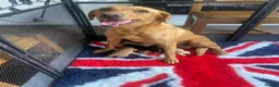 Labrador Retriever dogs for sale: Labrador retriever pups for sale - Advert 1