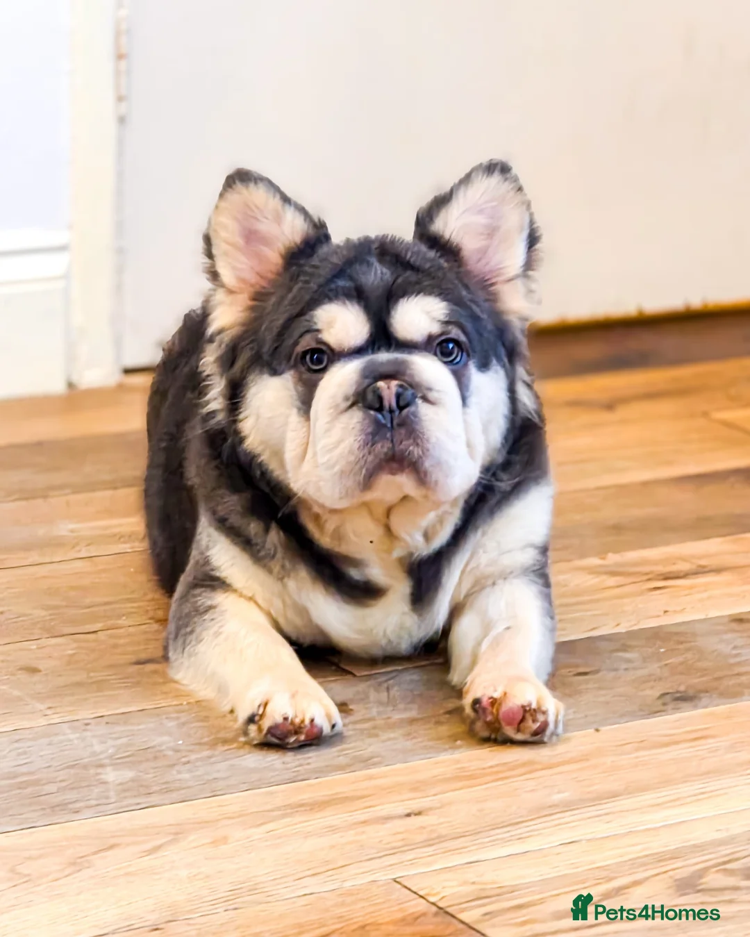 French Bulldog dogs for stud: 🔥 PLAYSTATION 🔥 in Chesterfield - Advert 2