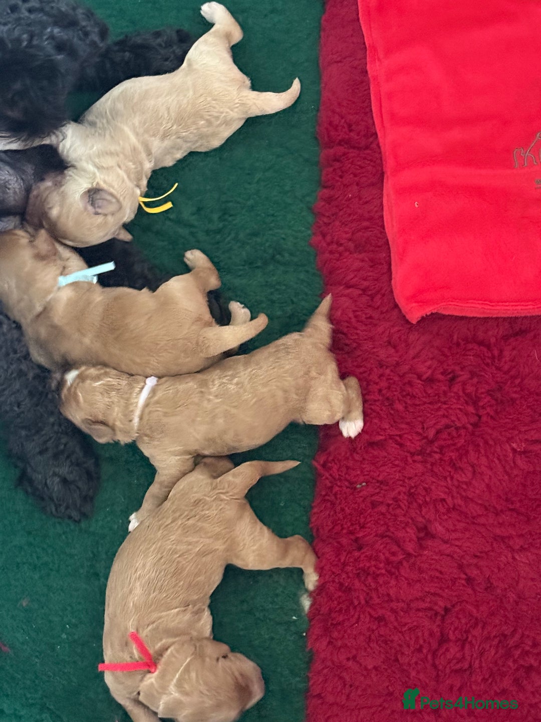 Australian Labradoodle dogs for sale: 5* Health tested Australian labradoodles  - Image 22