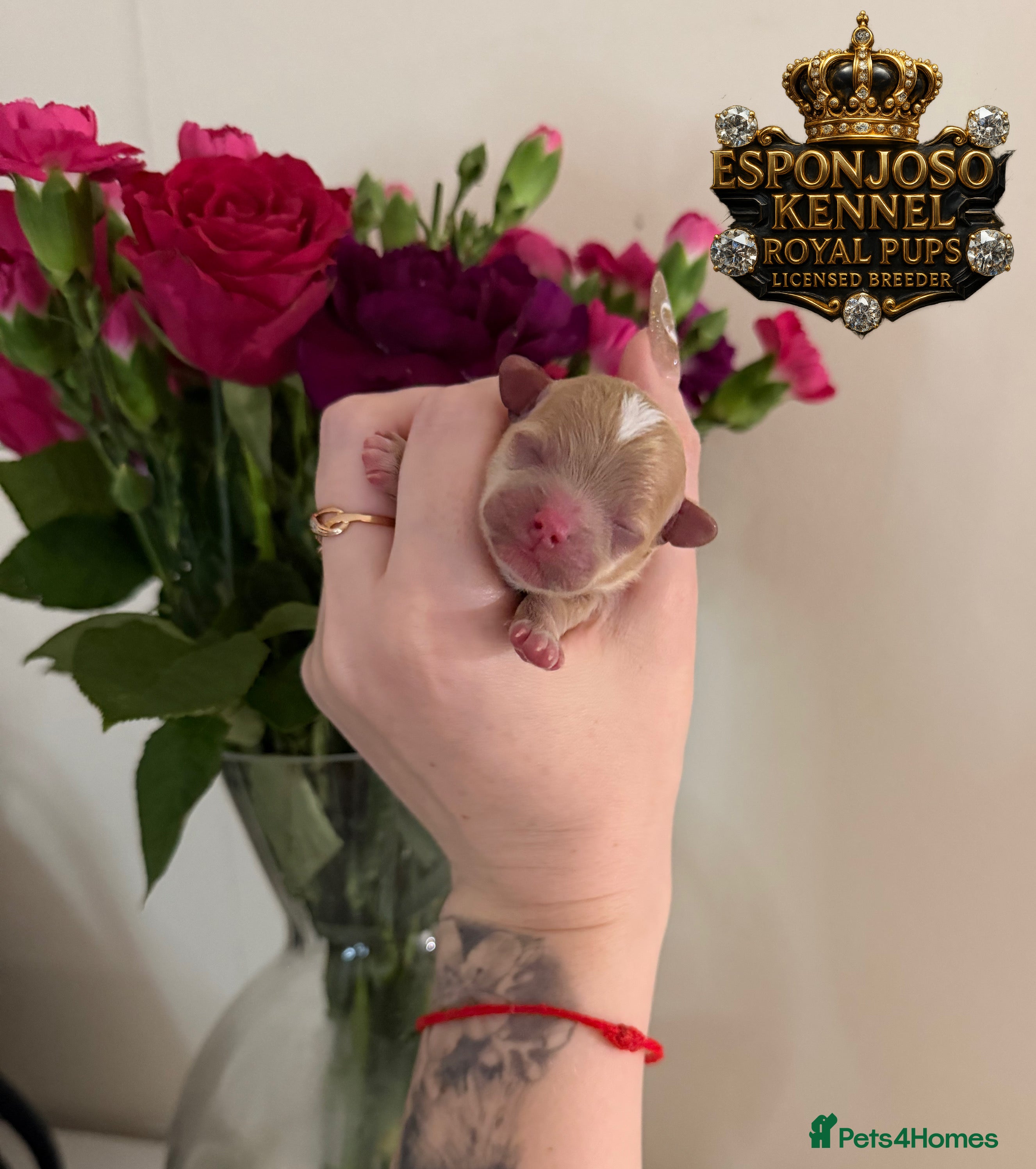 Maltipoo dogs 👑Ultra Tiny F1 Exclusive Asian Maltipoo Puppies👑 - Advert 9