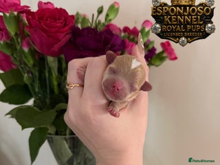 Maltipoo dogs 👑Ultra Tiny F1 Exclusive Asian Maltipoo Puppies👑 - Advert 2