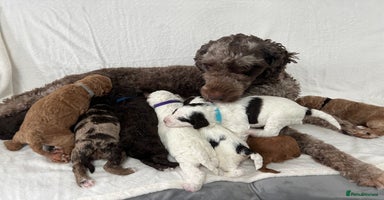Goldendoodle dogs - Advert 4