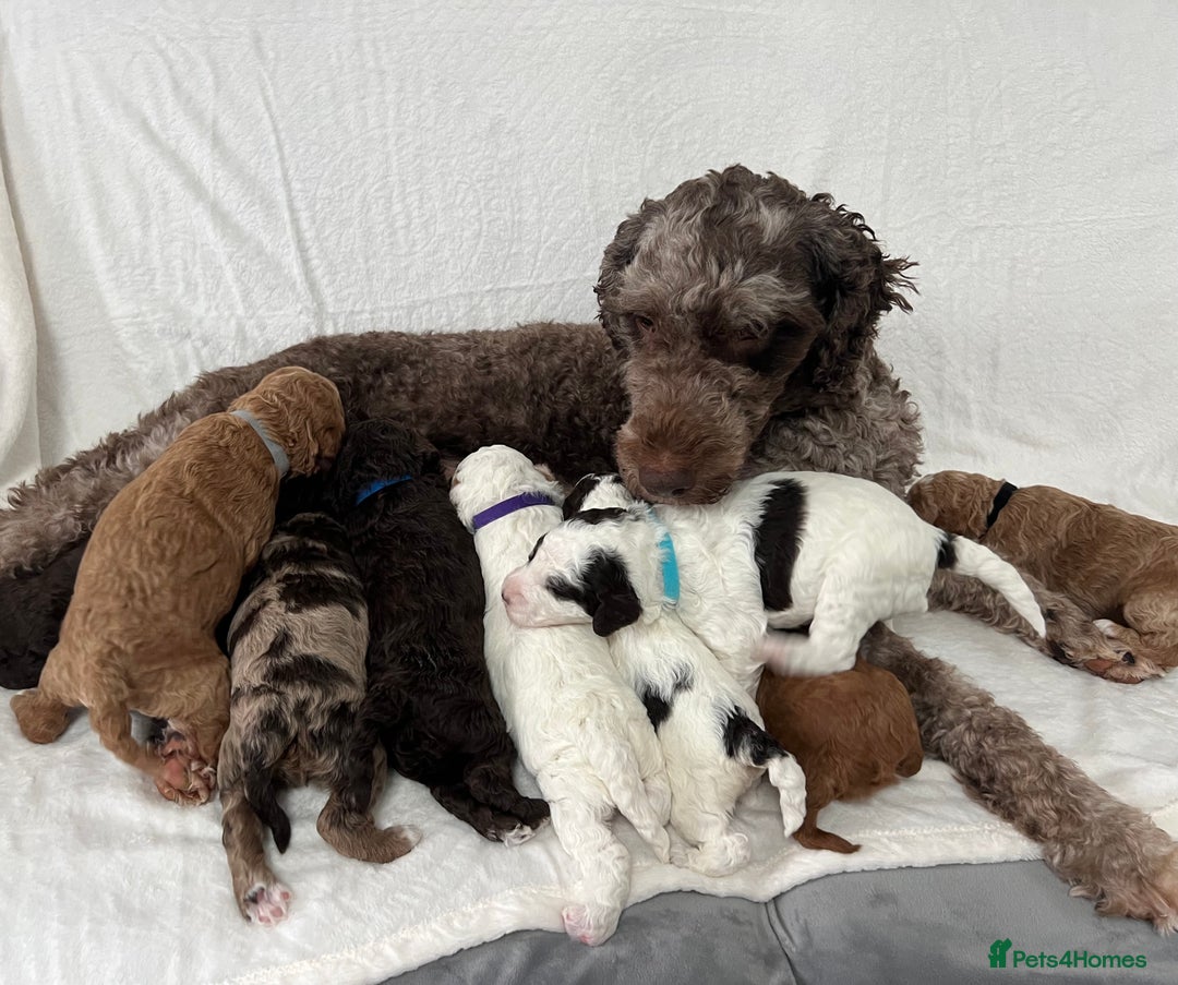 Goldendoodle dogs for sale: Beautiful litter of Goldendoodles  - Image 2