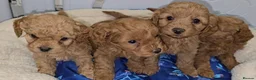 Cavapoo dogs for sale: 🐾 Beautiful Ruby Red F2B Toy Cavapoo Puppies 🐾 - Advert 11