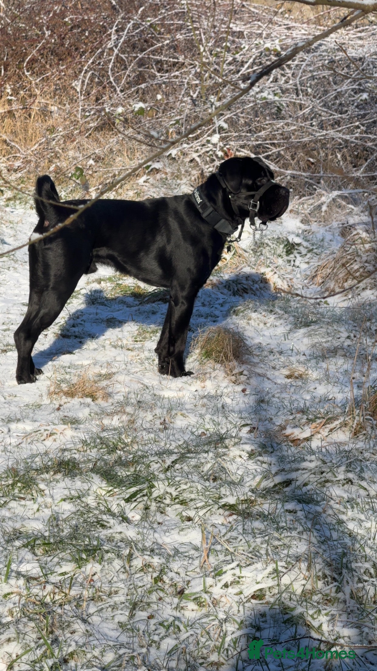 Cane Corso dogs Xeno 12 months old  - Advert 2