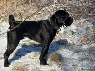 Cane Corso dogs Xeno 12 months old - Advert 2