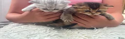 British Shorthair cats for sale: Exquisite British shorthair kittens - Advert 10