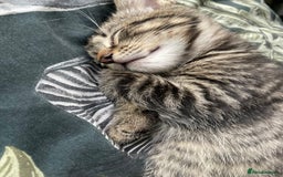 Mixed Breed cats for sale: 3 lovely natured, characterful tabby’s  - Image 13