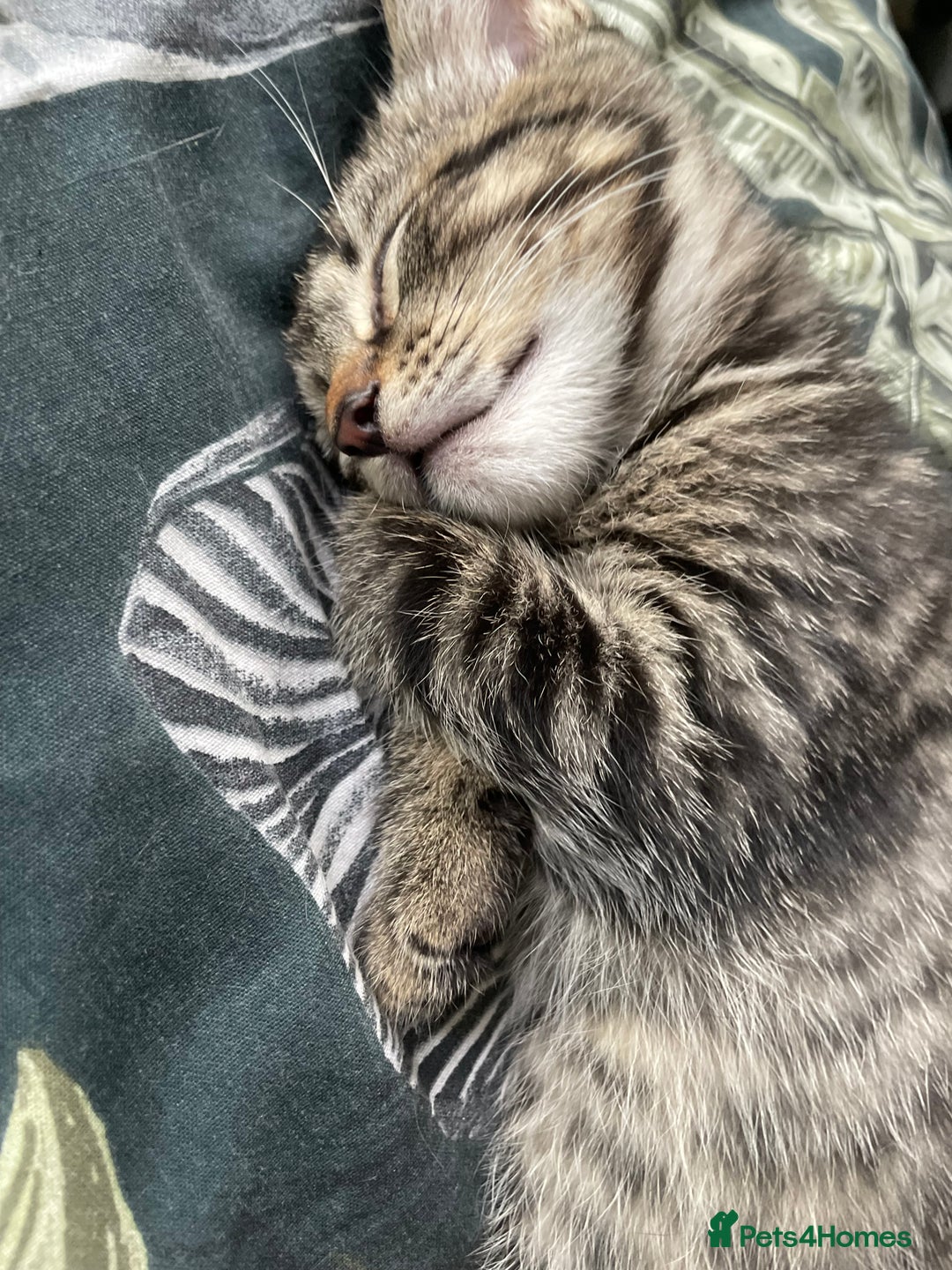 Mixed Breed cats for sale: 3 lovely natured, characterful tabby’s  - Image 13