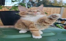 Maine Coon cats for sale: TICA registered pedigree Maincoon kittens . - Image 12