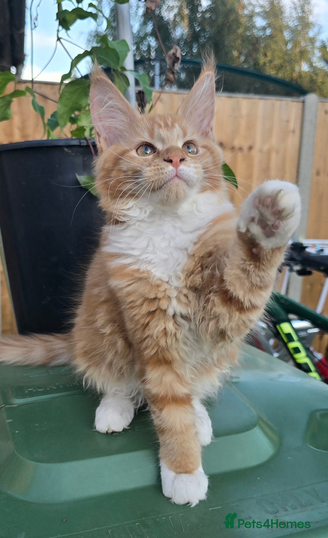 Maine Coon cats for sale: TICA registered pedigree Maincoon kittens . - Image 12