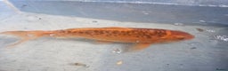 Koi Carp fish for sale: Koi carp various sizes - Advert 2