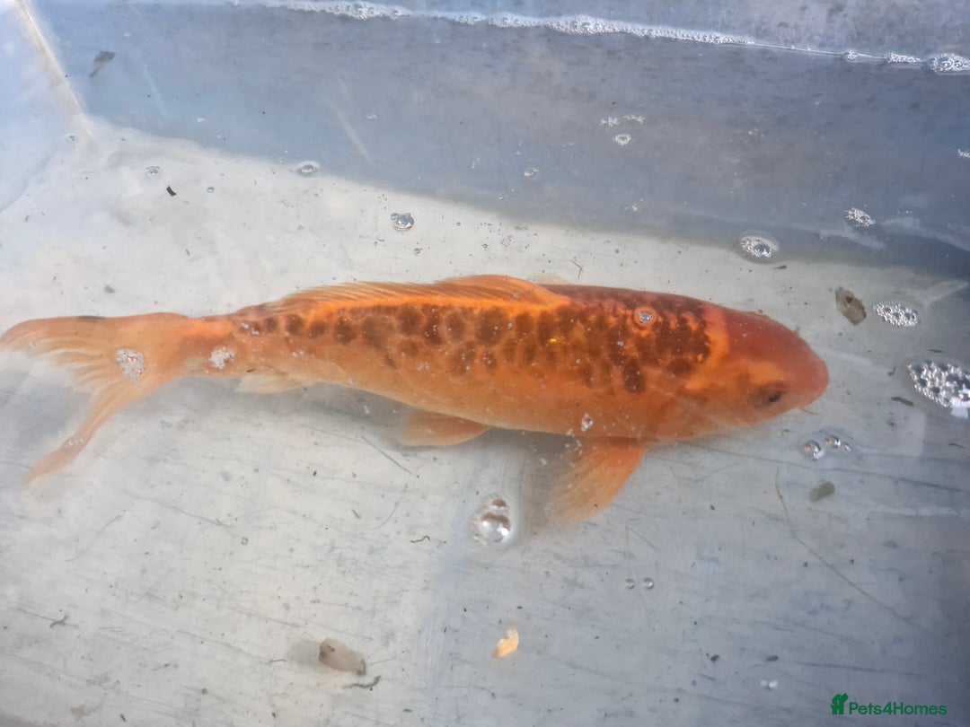 Koi Carp fish for sale: Koi carp various sizes - Advert 2