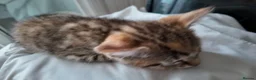 Mixed Breed cats for sale: 🐱 3 Beautiful Friendly Tabby Kittens in Milton Keynes - Advert 7